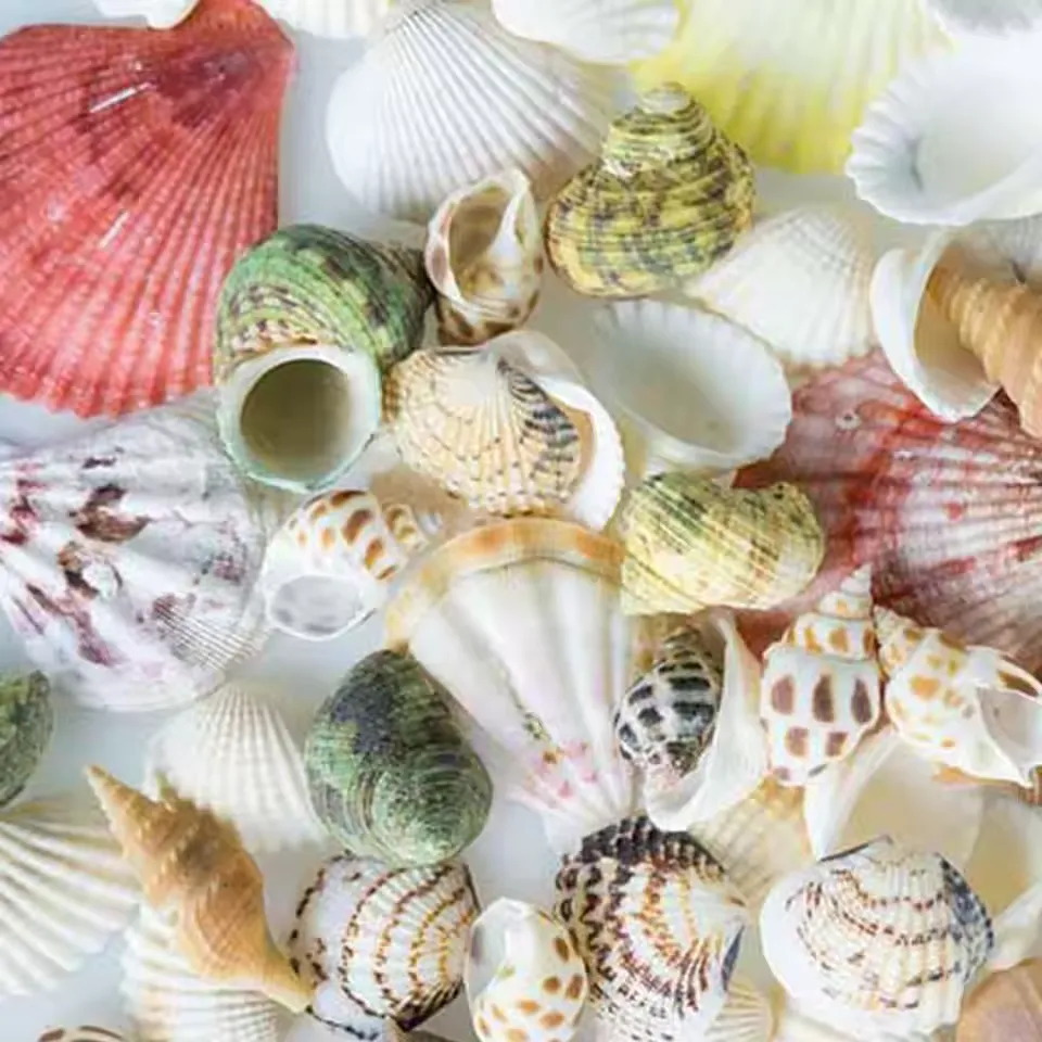 100g Natural conch shell starfish
