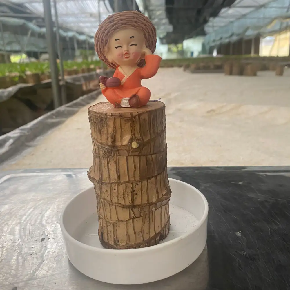 ✨Special Sale - 49% OFF✨Lucky Brazil Wood Potted Plant