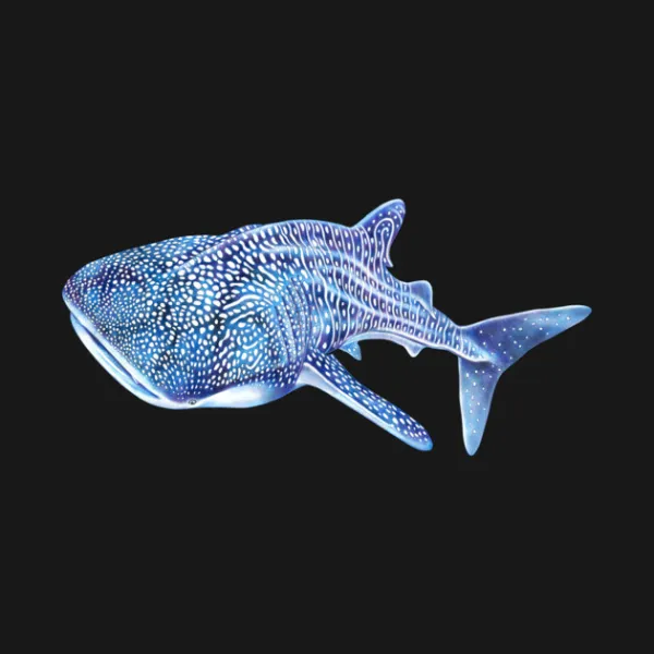 Whale Shark Hoodie