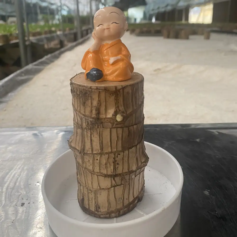 ✨Special Sale - 49% OFF✨Lucky Brazil Wood Potted Plant