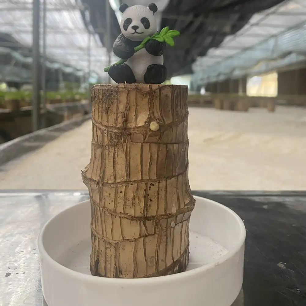 ✨Special Sale - 49% OFF✨Lucky Brazil Wood Potted Plant