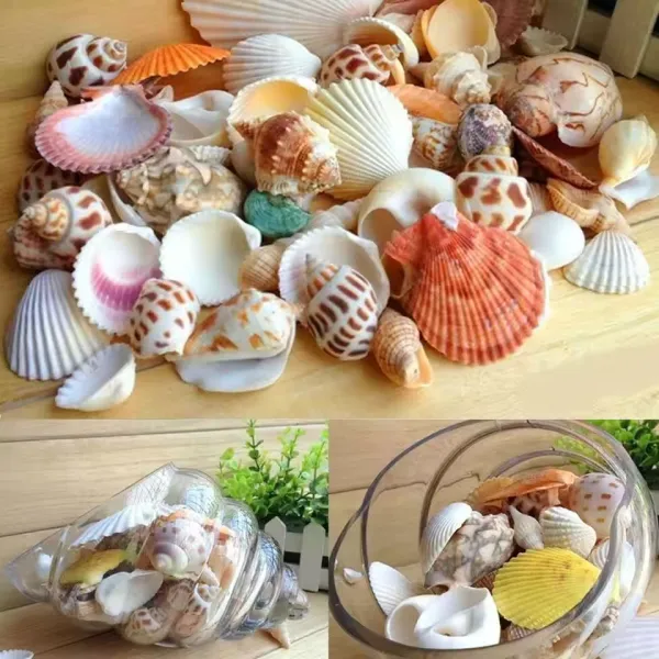 100g Natural conch shell starfish