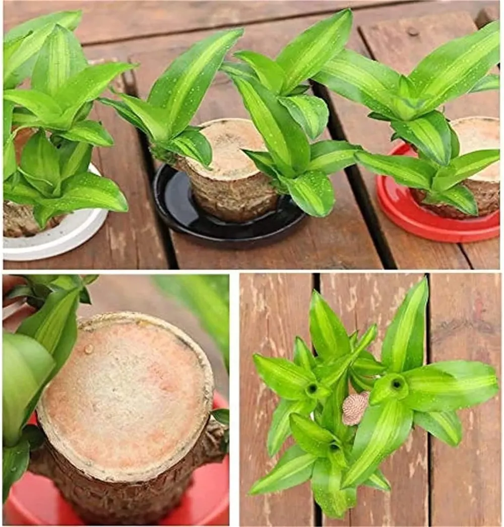 ✨Special Sale - 49% OFF✨Lucky Brazil Wood Potted Plant