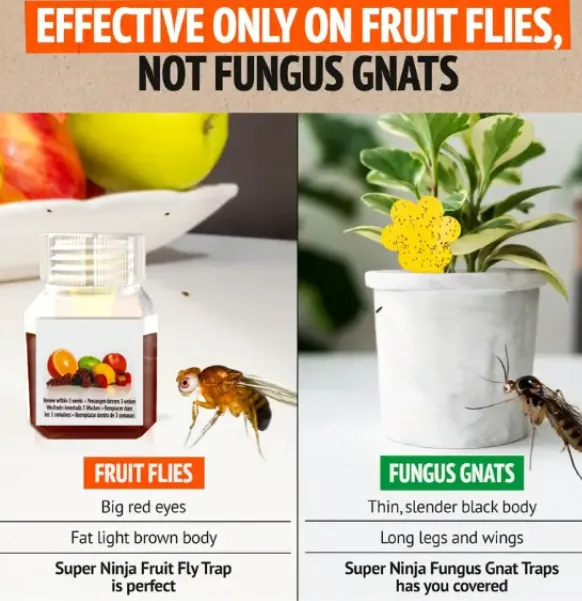 Fruit Fly Trap - Environmentally Responsible Fruit Fly K ille