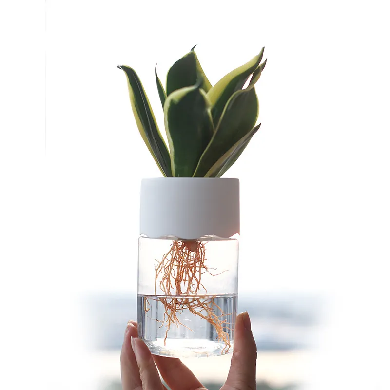 Green Plants Pot for Home Decoration