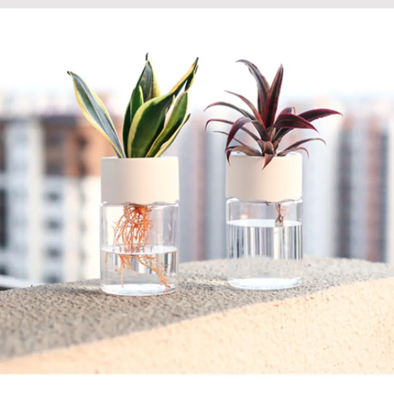 Green Plants Pot for Home Decoration